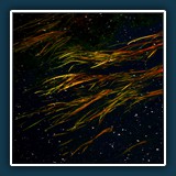 Walter Anstett
  Alles im Fluss