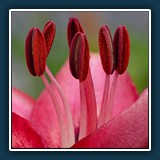 Gerd Stauder  Lilie November Rain