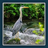  Ernst Weiß - Auf der Lauer