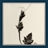 Helmut Benz  Zaunrübe a la Blossfeldt