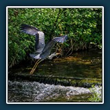 Ernst Weiß - Ortswechsel