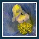 Gerd Stauder  Rittersporn