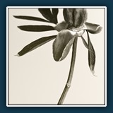 Helmut Benz  Pfingstrose a la Blossfeldt