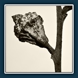 Helmut Benz  Eukalyptus  a la Blossfeldt