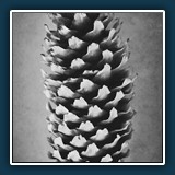 Helmut Benz  Fichtenzapfen a la Blossfeldt