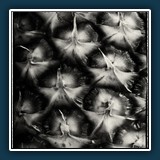 Helmut Benz  Ananas a la Blossfeldt