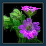 Gerd Stauder  weicher Storchenschnabel