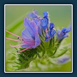 Gerd Stauder  Natternkopf