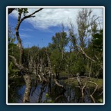 Alfred Schneider - Sumpf Amrum