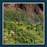 Anja Bender- Teeplantagen- Kerala Südindien