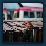 Erik Lüddecke - Neugieriges Huhn Hongkong 1997