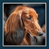 Ralf Walther  Dackel