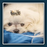 Ralf Walther  Malteser