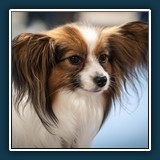 Ralf Walther  Papilion