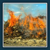 Alfred Schneider - Sonnwendfeuer