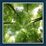 Erik Lüddecke - Nähe Drachenfels Pfälzerwald