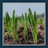 Thomas Seethaler - Weizenkeimling