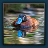 Blau trifft Braun  
  Andreas Blättner