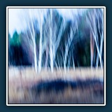 Birken im Schwenninger Moos  
  BerndB