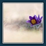 Gewöhnliche Kuhschelle
  Dieter Schuhmann