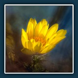 Frühlings-Adonisröschen
  Dieter Schuhmann