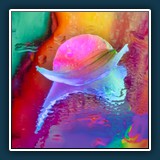 Blütenfisch im Lichtermeer  
  Margit Klaus