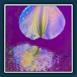 Ein Blütenblatt auf Reisen
  Margit Klaus