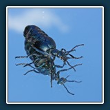 Asra: blauer Anaspis