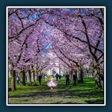 Andreas Blättner
  Schwetzinger  Schlosspark
  Nikon Z 6    1/250,   F 8,   ISO 100,  49 mm