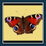 Helmut Benz
  Tagpfauenauge
  Nikon D 600   1/20 sec.  F 10,  ISO 3200,  90 mm