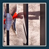 Rosi Flury
  3 Stäbe
  Sony SLT-A37   1/500 sec.  F 5,6,  ISO 100,  22 mm