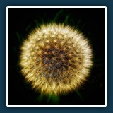 Heiko Schiebeling - Pusteblume