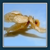 Helmut Benz - Unbekanntes Flugobjekt
  Nikon D 600,  1/800 sec., F 11, ISO 200,  90 mm 