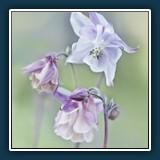 Margit Klaus - Akeleie
  Nikon D 800,  1/125 sec., F 5,  ISO 140, 105 mm