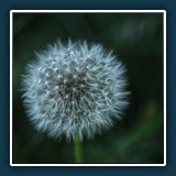 Alfred Schneider - Löwenzahn
  Pentax K-70, 1/250 sec.,  F 2,8, ISO 100,  70 mm