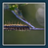 Anja Bender - Ringelspinner im Abendlicht
  Sony alpha 7 III, 90 mm Makro, 1/100 sec., F 3,5, ISO 1600