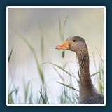 Margit Klaus - Graugans
  Nikon Z 6,  1/400 sec., F 5,6, IS0 800 , 400 mm