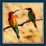 Walter Anstett - 'F&uuml;r Dich'
  Olympus E-M1 Mark II, 1/640 sec., F 5,6,  ISO 200,  210 mm (35 mm Äquivalent ~ 421 mm)