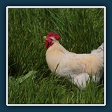 Ernst Weiss - glückliches Huhn
  Canon EOS 5 Mark III,  1/1250 sec.,  F 9, -1 EV,  ISO 200,  160 mm