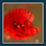 Emil Kepert - Mohnblume bei Friedelsheim
  Canon EOS 80 D, Sigma 150 mm, 1/1600 sec., F 2,8, ISO 100 