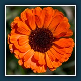 Alfred Schneider - Corona Blüte
  Pentax K 70, 1/800 sec., -0,7 EV, F 4,5, ISO 100, 70mm (35 mm Äquivalent ~ 105 mm)