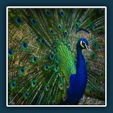 Thomas Seethaler - Pfau
  Panasonic DC-G9
  1/60 sec.,  F 4,  ISO 200,  60 mm (35 mm Äquivalent ~ 120 mm)