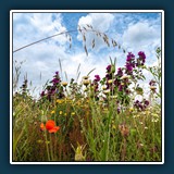 Andreas Blättner - Die Wiese
  Nikon Z 6
  1/320,  F 13,  ISO 100,  24 mm