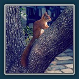 Andreas Blättner - Eichhörnchen
  Nikon Z 6
  keine EXIF Daten