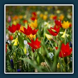 Thomas Maier - Frühlingserwachen 
  Sony A 7, Sony FE 24-105mm F4.0 OSS 
  1/640 sec., f5, ISO 100 105 mm