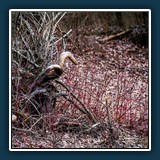 Andreas Blättner - Komischer Vogel 
  Nikon Z 6