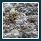 Margit Klaus - Froschkönig 
  Nikon Z 6