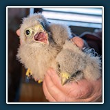 Andreas Blättner - Hungeeeer 
  Nikon Z 6