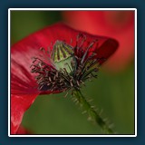 Margit Klaus- Mohnkapsel 
  Nikon D750, 50mm, f 1,4 
  1/1250 sec., f2,8, ISO 100, 50 mm