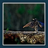 Walter Anstett - Der Star bin ich 
  Olympus E-M1 Mark II, Olympus M.40-150mm F2.8 + MC-14 
  1/125 sec., f4 ISO 200, -0,7 EV Brennweite 210 mm (35 mm Äquivalent ~ 421 mm)